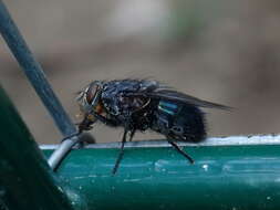 Image of Blue bottle fly