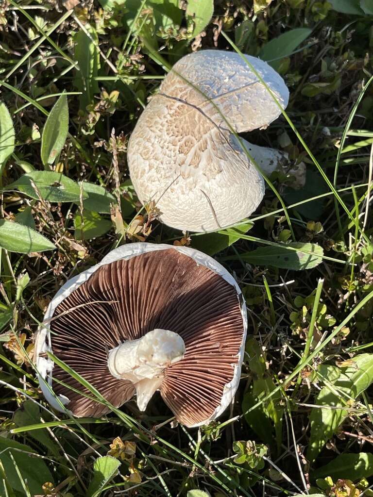 Image of Agaricus porphyrocephalus F. H. Møller