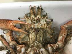 Image of lesser spider crab