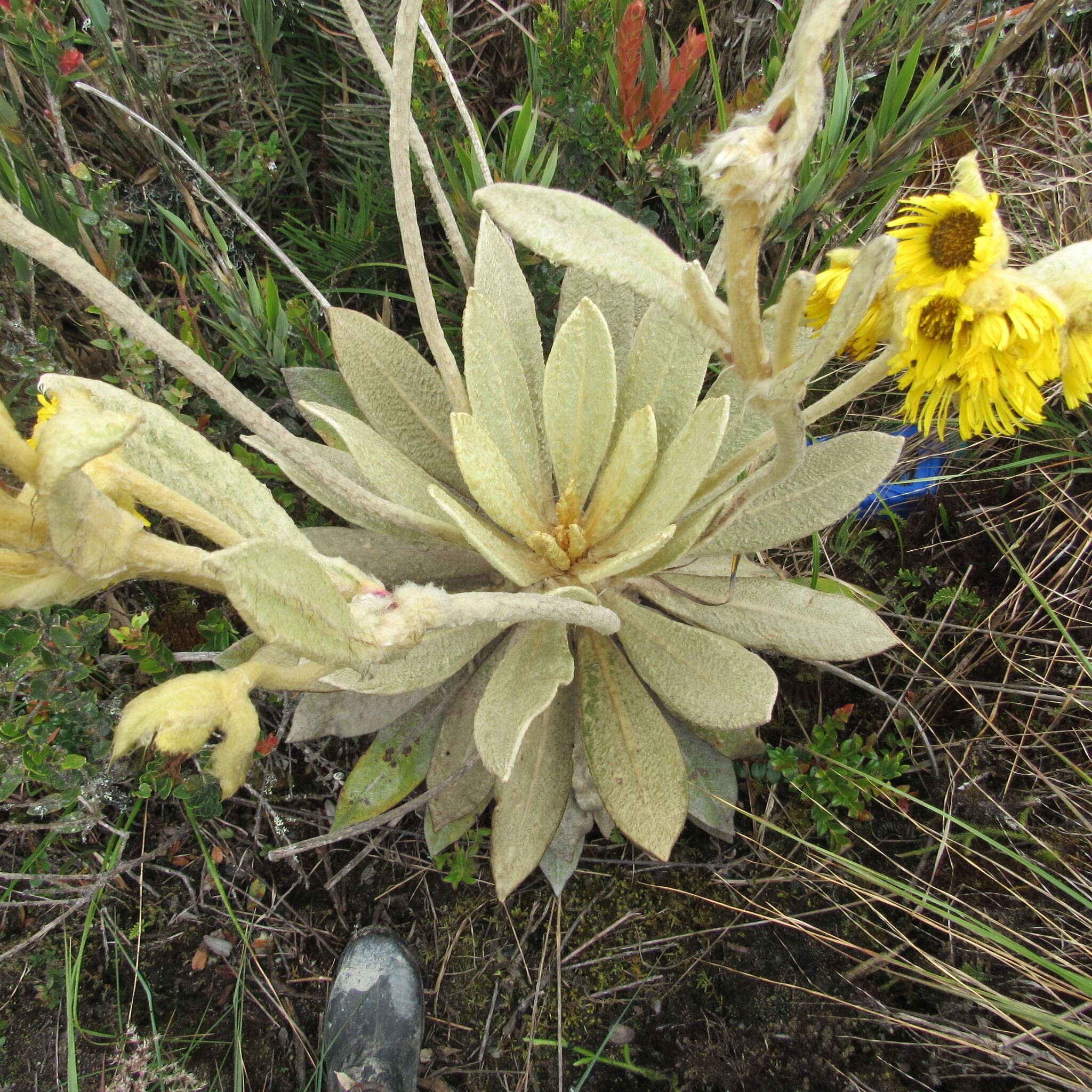 Image of Espeletia barclayana Cuatrec.