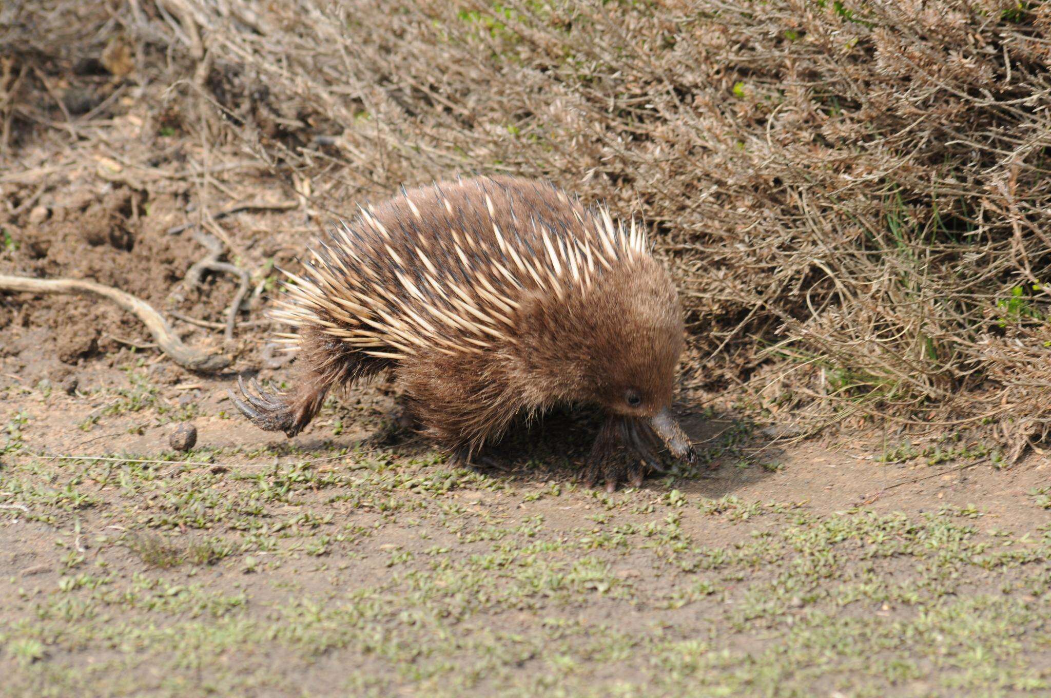 Image of Short-beaked Echidnas