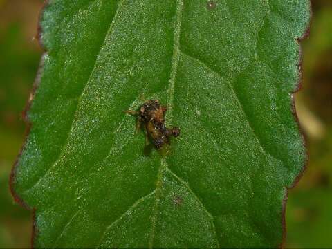 Image of Cyphonia claviger Fabricius