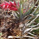 Image of Tillandsia borealis López-Ferr. & Espejo