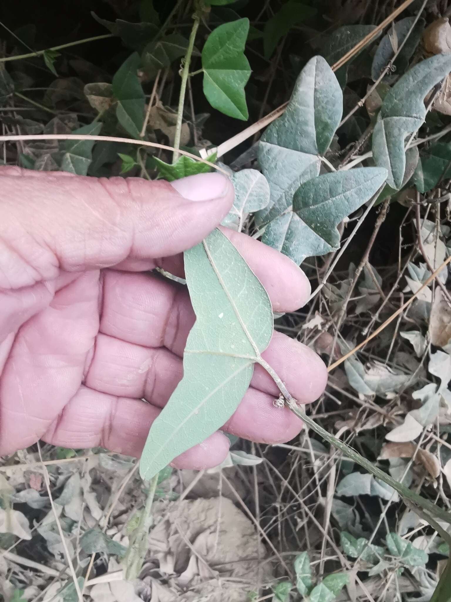 Image of Passiflora exoperculata Mast.