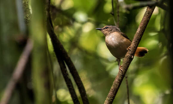 Myiothlypis fulvicauda (Spix 1825) resmi