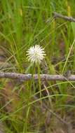 Image of Cyperus alatus subsp. albus (Nees) Lye