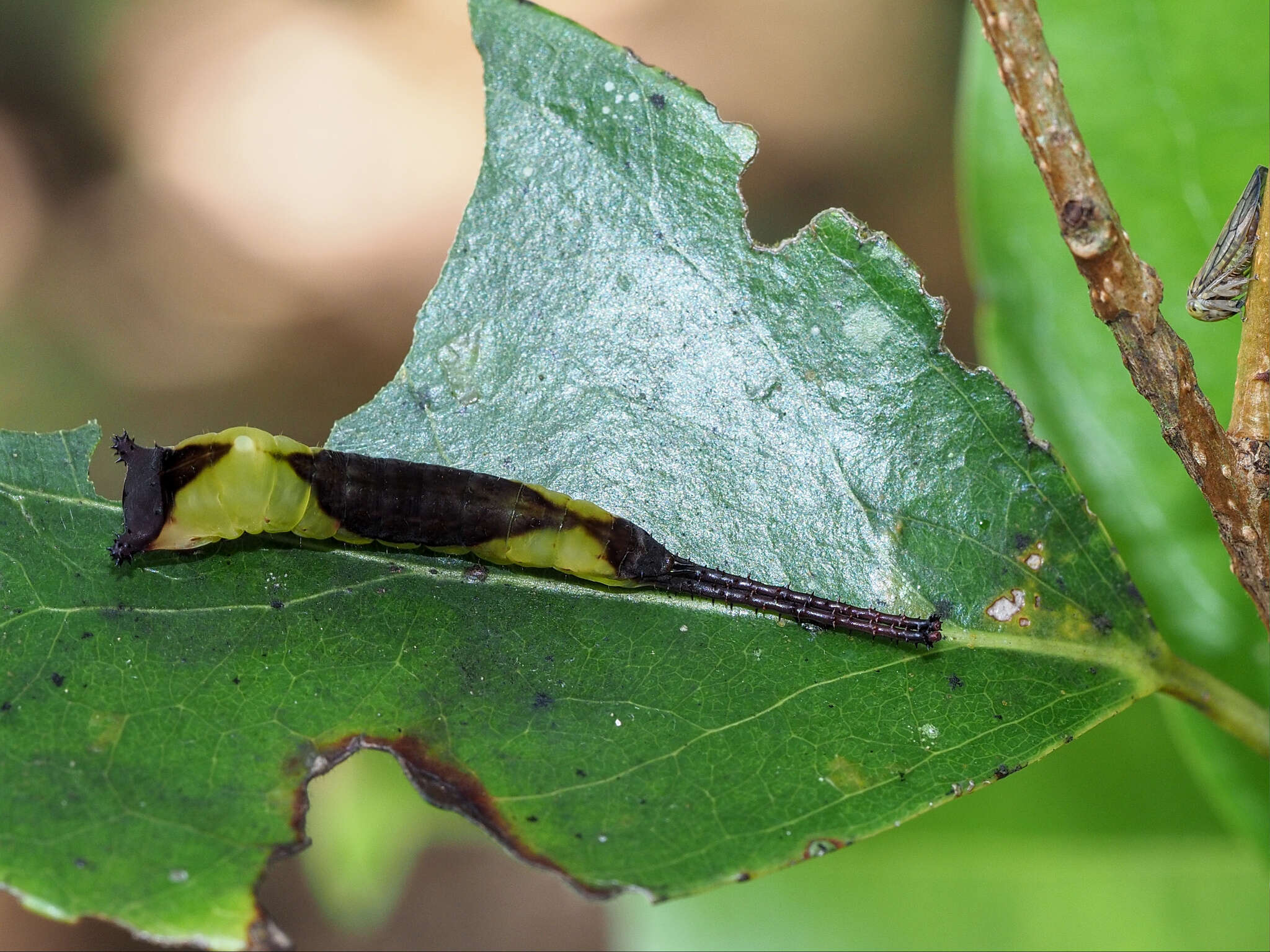 Image of Kamalia multipunctata