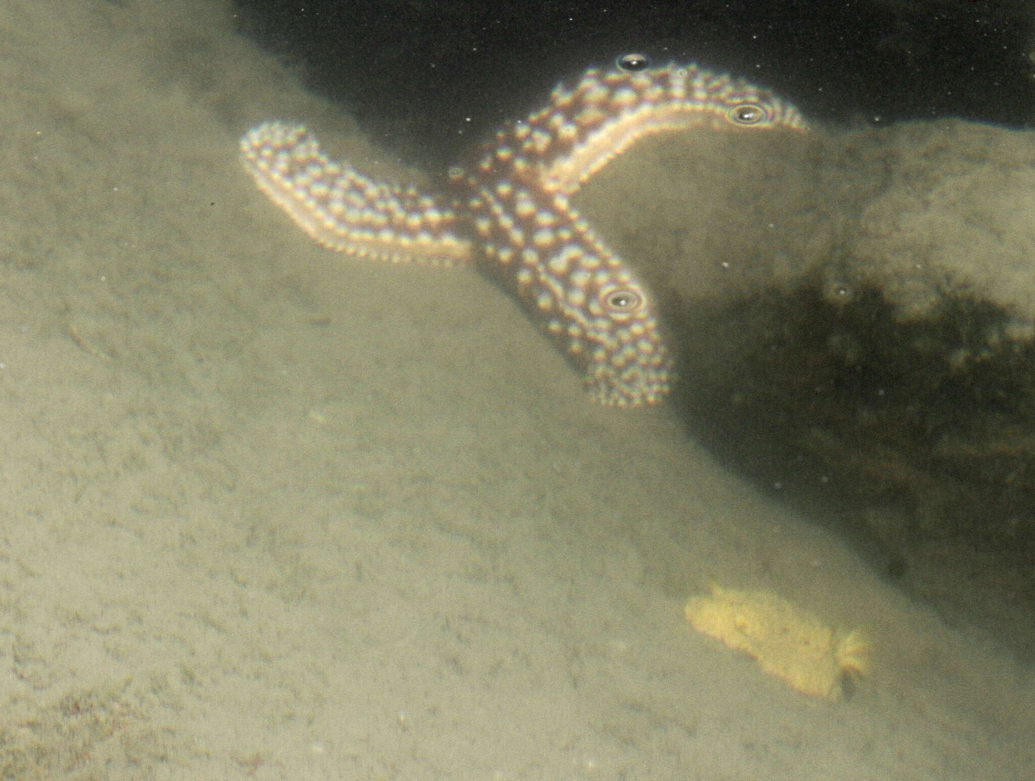 Image of Giant seastar