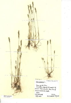 Image of yellow hairgrass