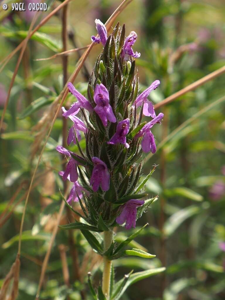 Image of Thymbra spicata L.