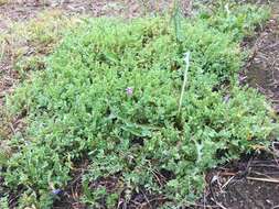 Image of Bodin's Milk-Vetch