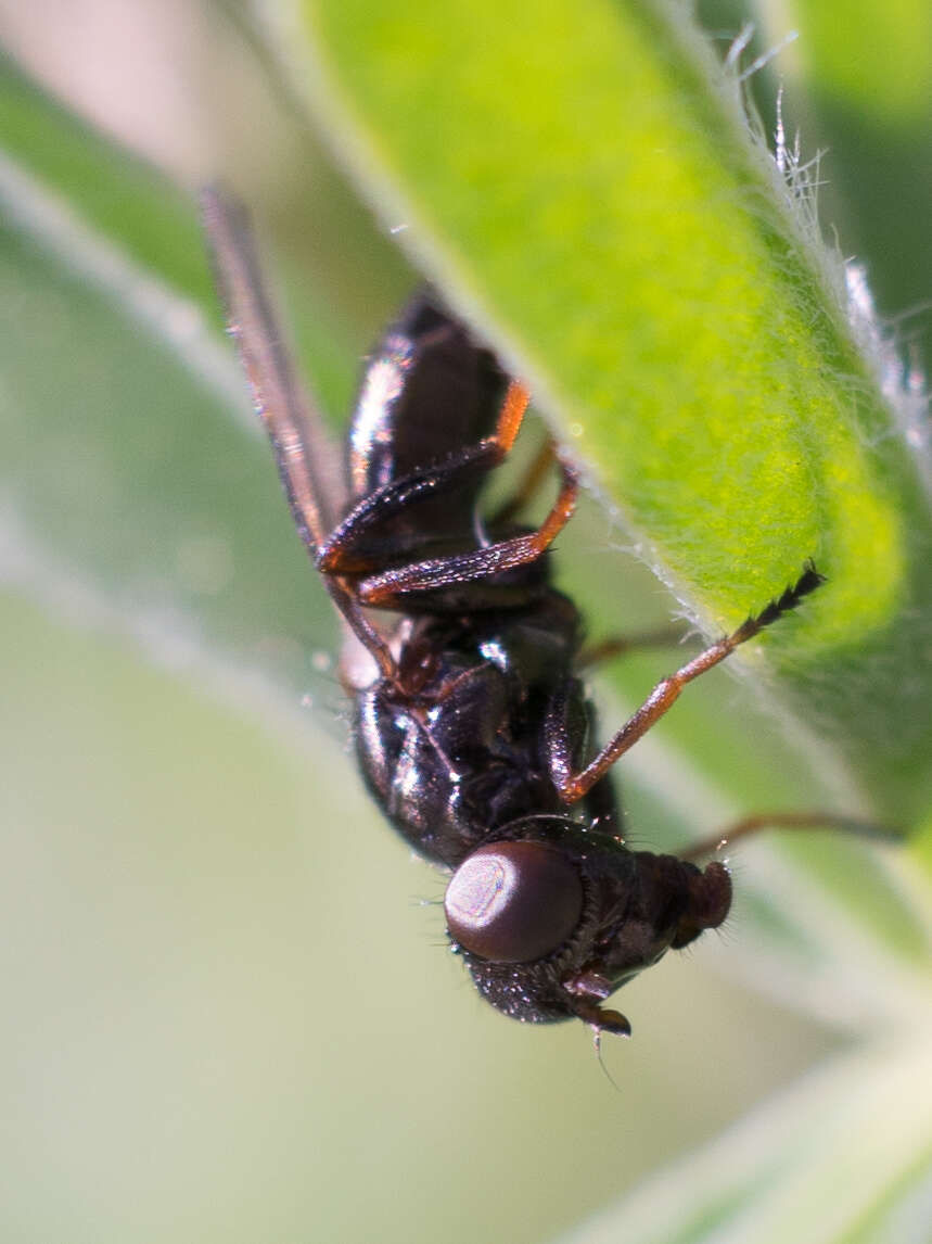 Curranops apicalis (Cole & Lovett 1921)的圖片