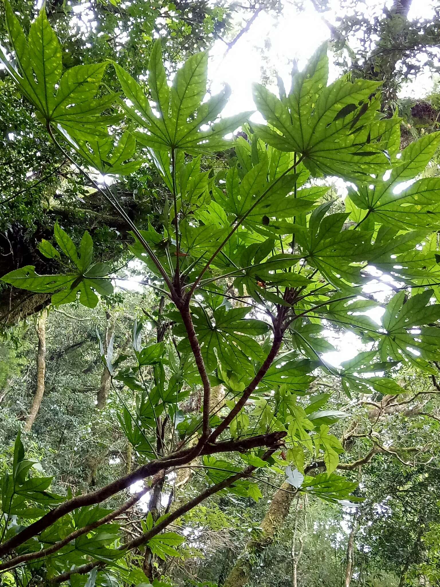 Image of Fatsia polycarpa Hayata