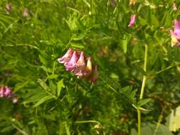 Imagem de Vicia megalotropis Ledeb.