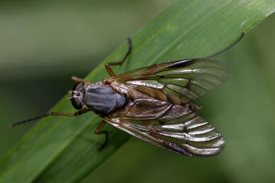 Image of Rhagio vitripennis