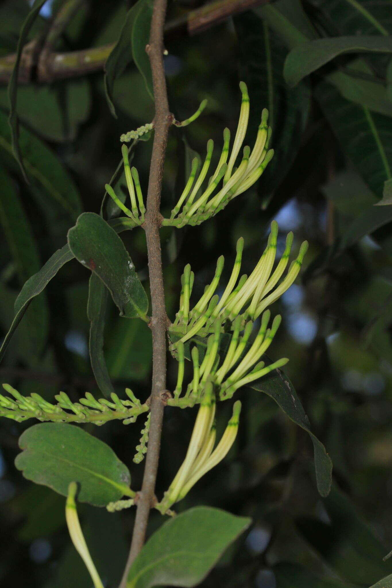 Слика од Dendrophthoe falcata (L. fil.) Bl.