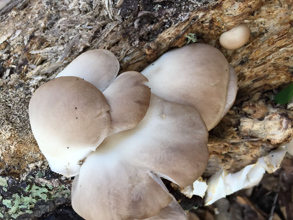 Image of Pleurotus ostreatus (Jacq.) P. Kumm. 1871