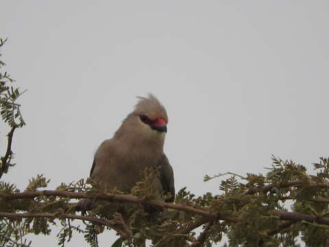 Image of Blue-naped Mousebird