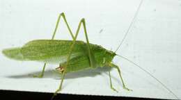 Image of Northern Bush Katydid