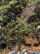 Image of rough bentgrass