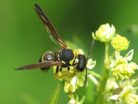 Image de Odynerus consobrinus Dufour 1839