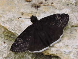 Image of Funereal Duskywing