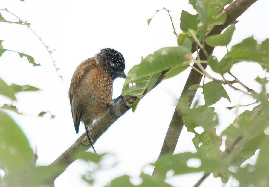 Image of Spotted Piculet