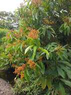 Plancia ëd Miconia longifolia (Aubl.) DC.