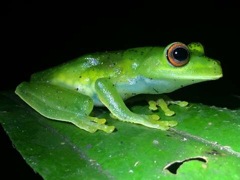 Image of Subaúma Canebrake Tree Frog