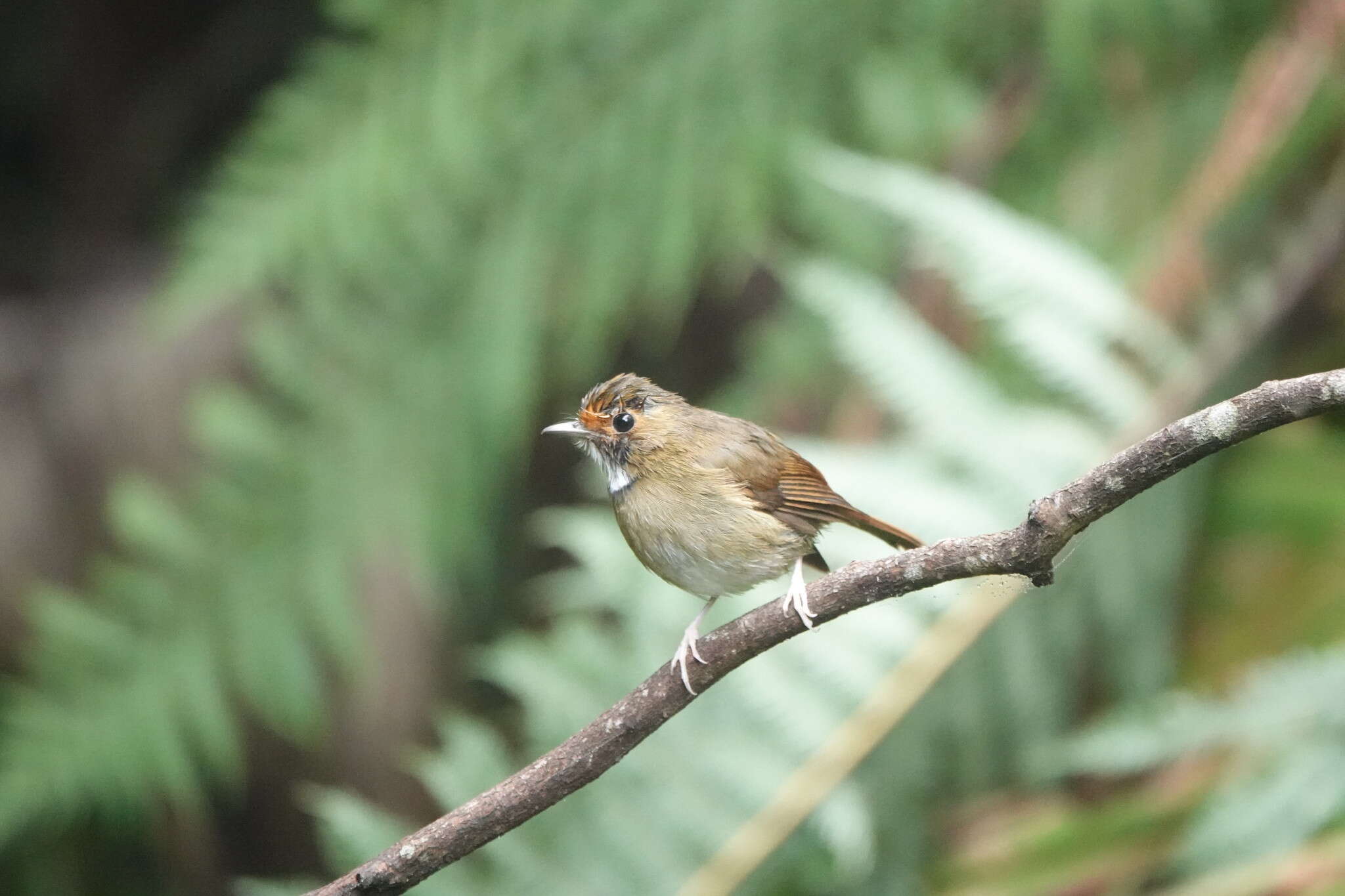 Plancia ëd Anthipes solitaris (Müller & S 1836)