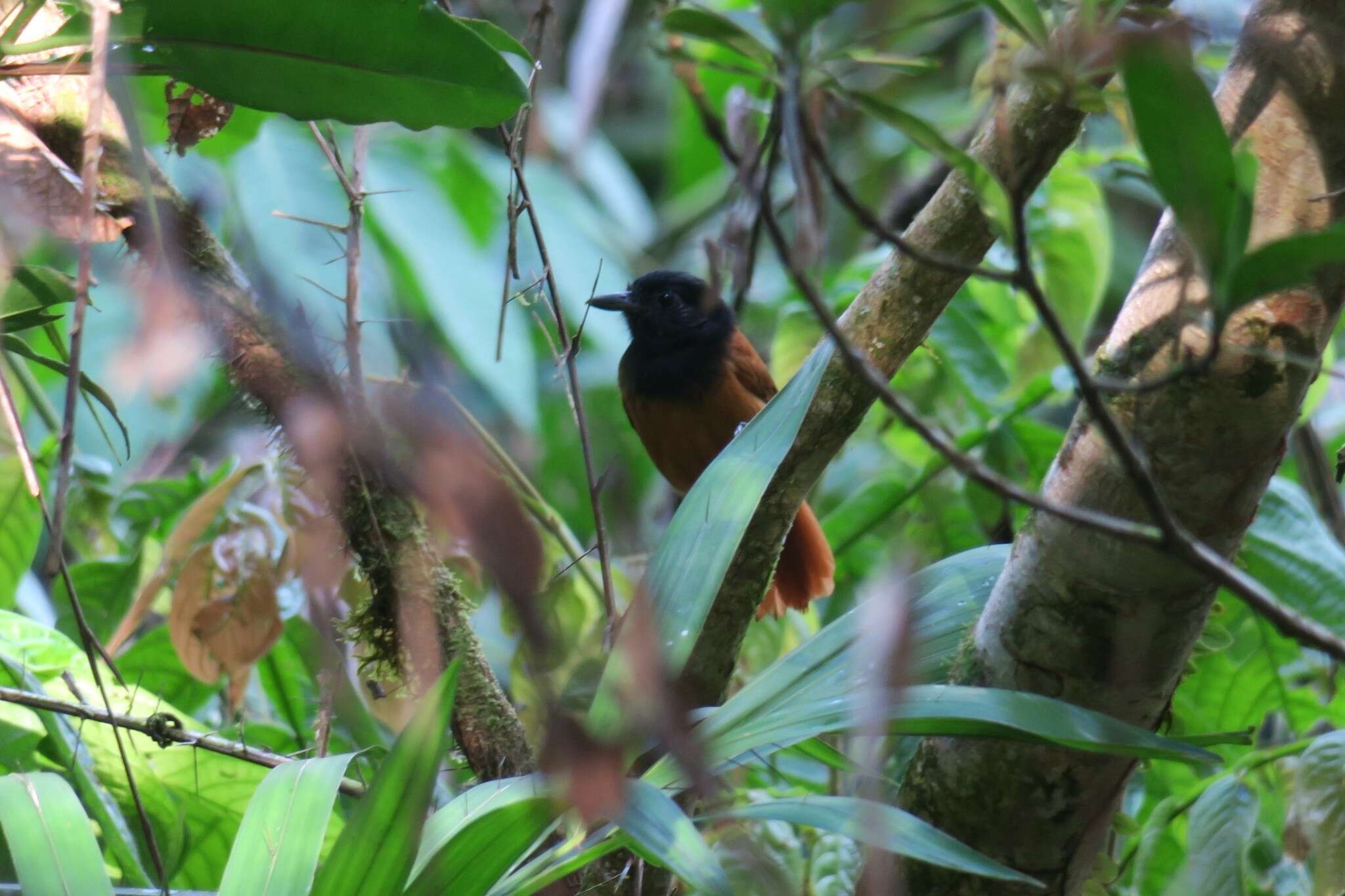 Image of Cocha Antshrike