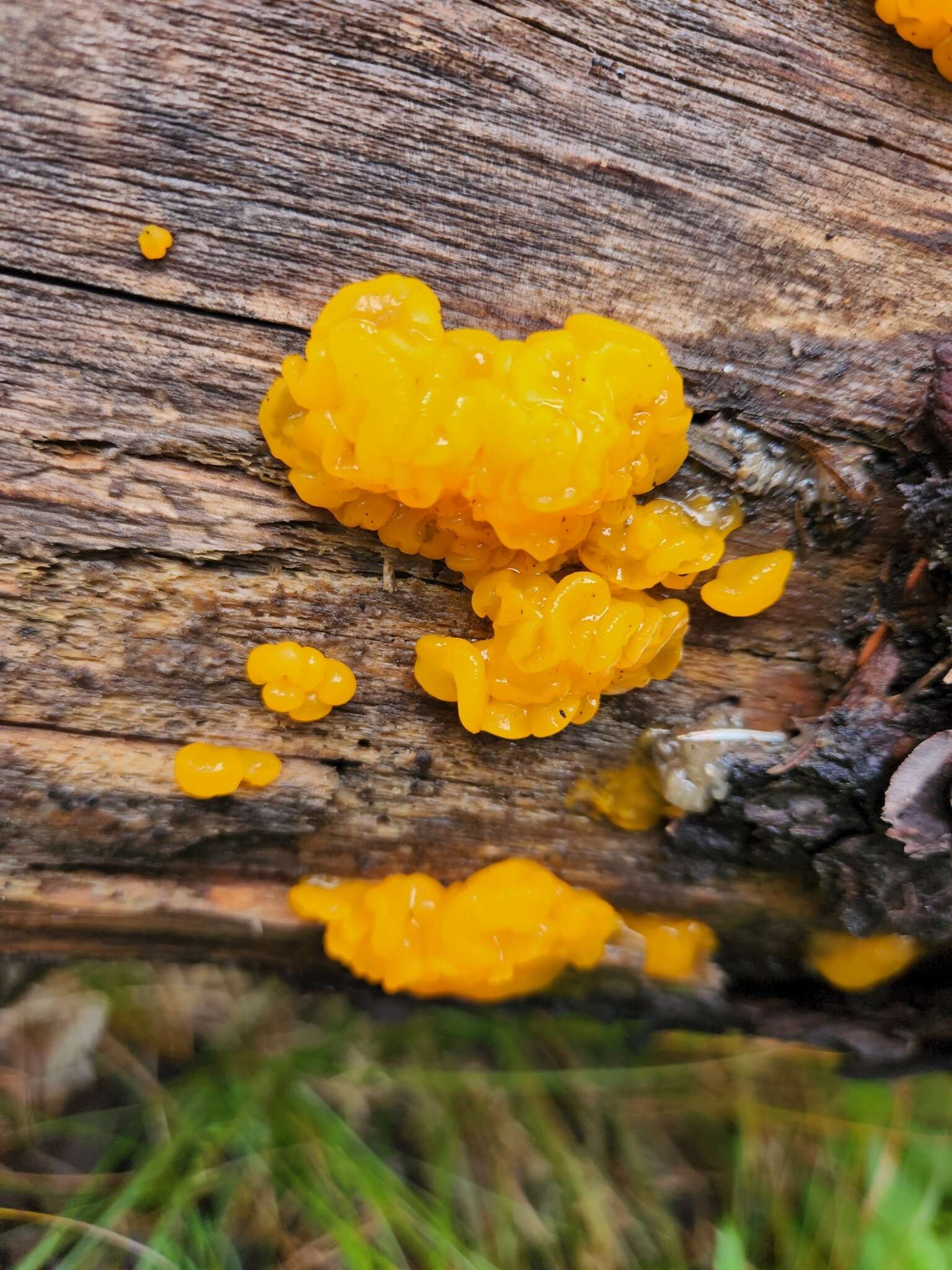 Image of Dacrymyces dictyosporus G. W. Martin 1959