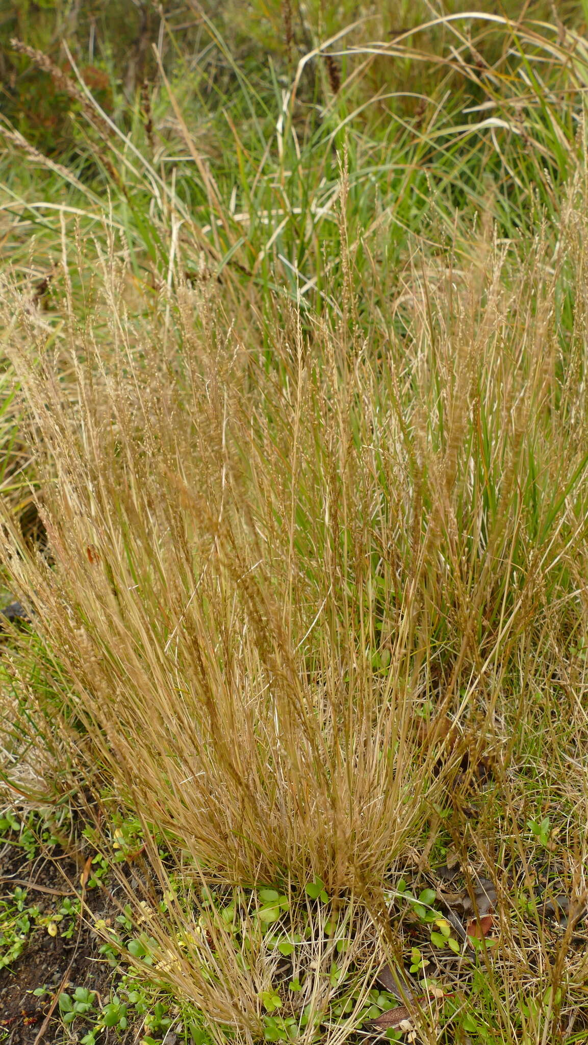 Image of Deschampsia chapmanii Petrie