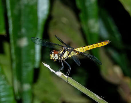 Image of Lyriothemis tricolor Ris 1916