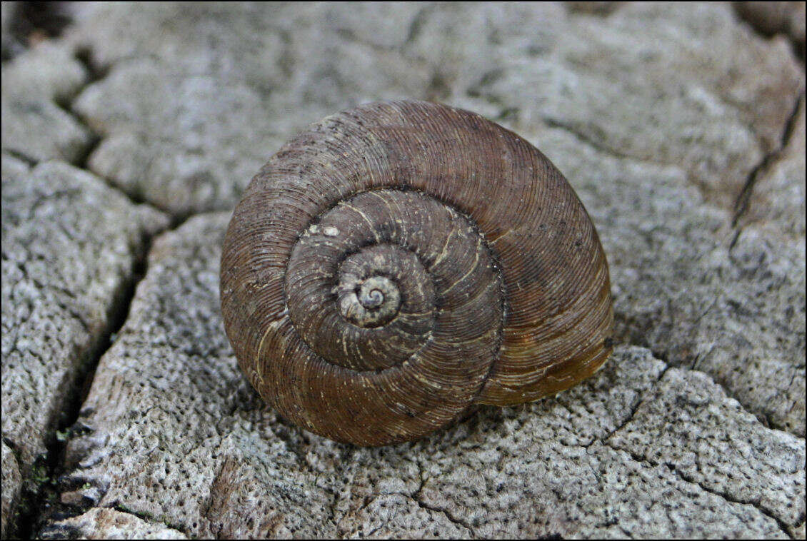 Image of Tasmaphena lamproides (Cox 1868)