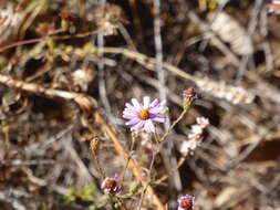 Image of <i>Corethrogyne <i>filaginifolia</i></i> var. filaginifolia