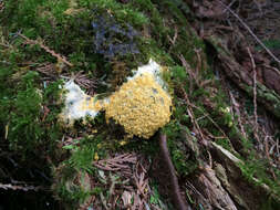 Image of Dog vomit slime mold