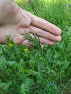 Image de Thalictrum lucidum L.