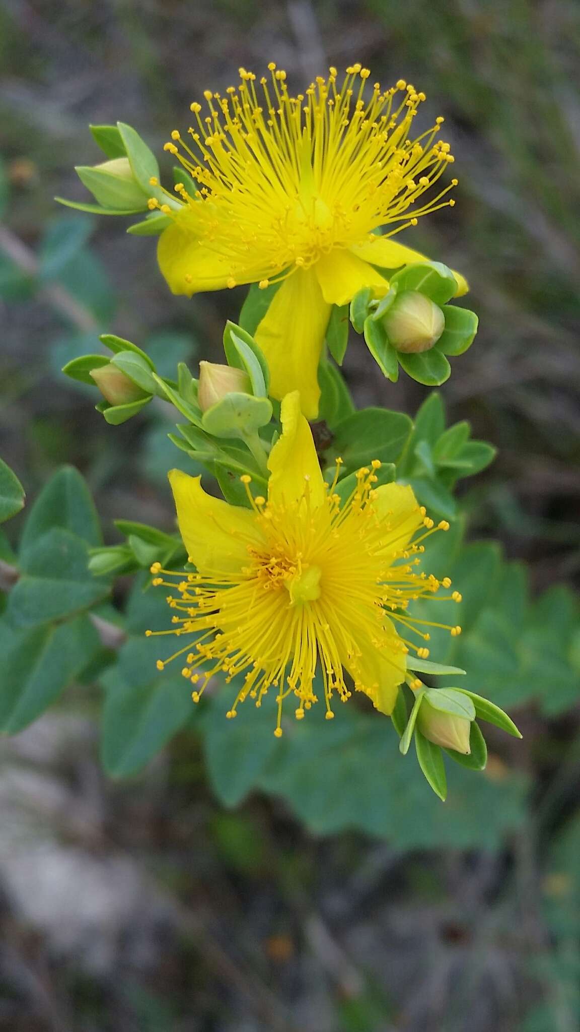Image de Hypericum myrtifolium Lam.