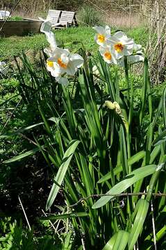 Narcissus medioluteus Mill. resmi