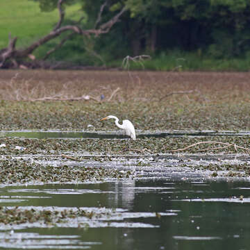 Image of Great Egret