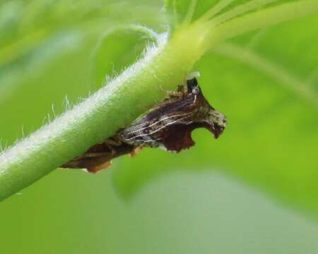 Image of Entylia carinata Forster