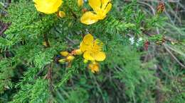 Image de Hypericum laricifolium Juss.