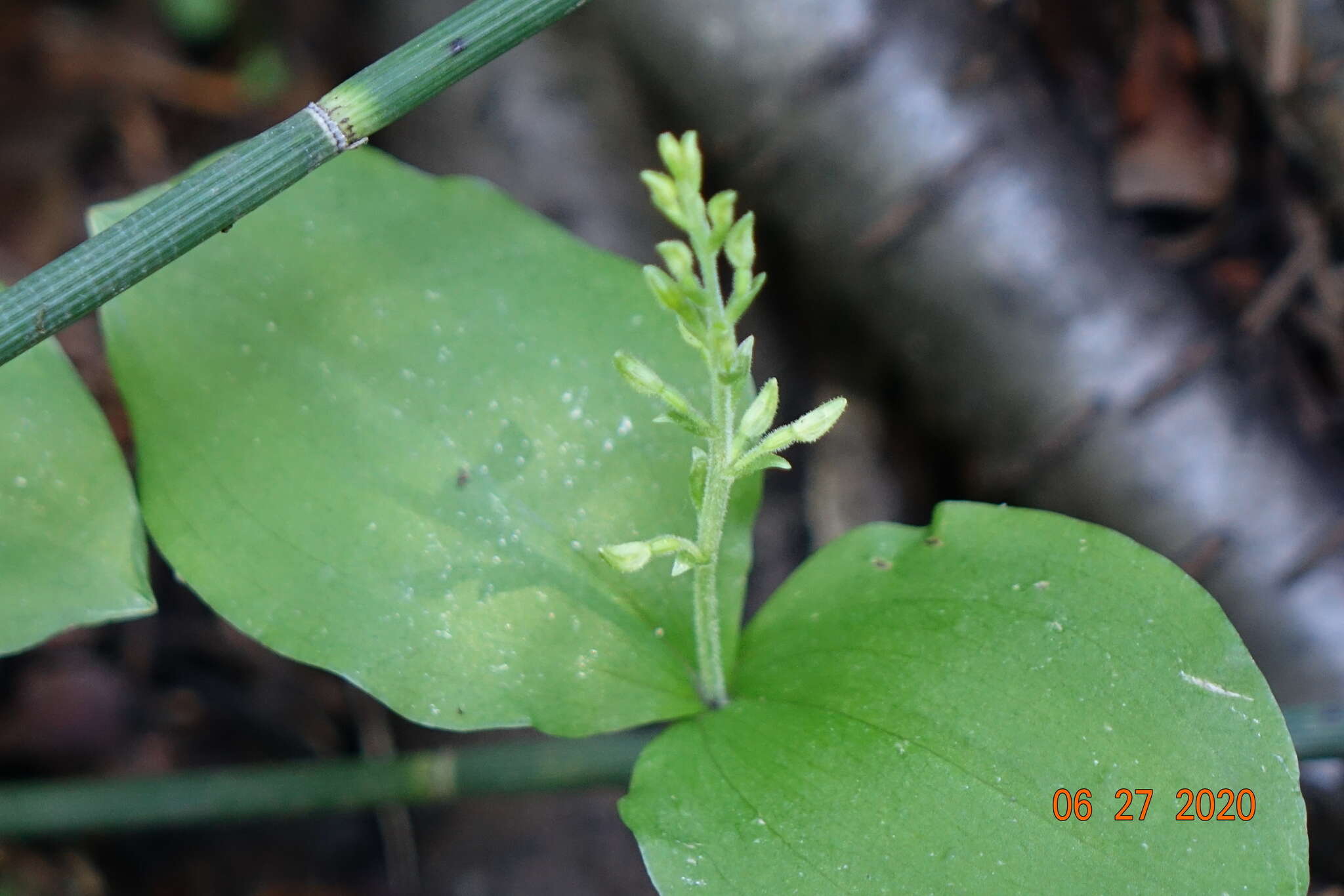 Image of Broadlipped twayblade