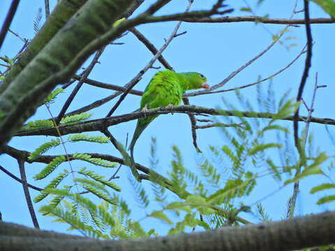 Image of Plain Parakeet