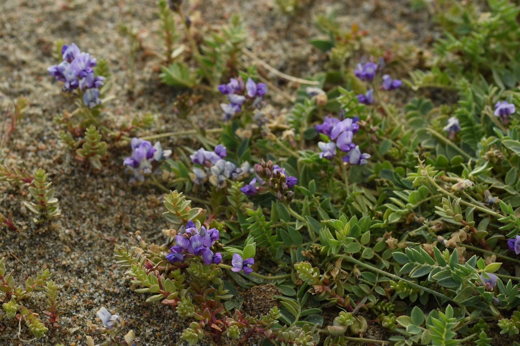 Image of Oxytropis glabra DC.