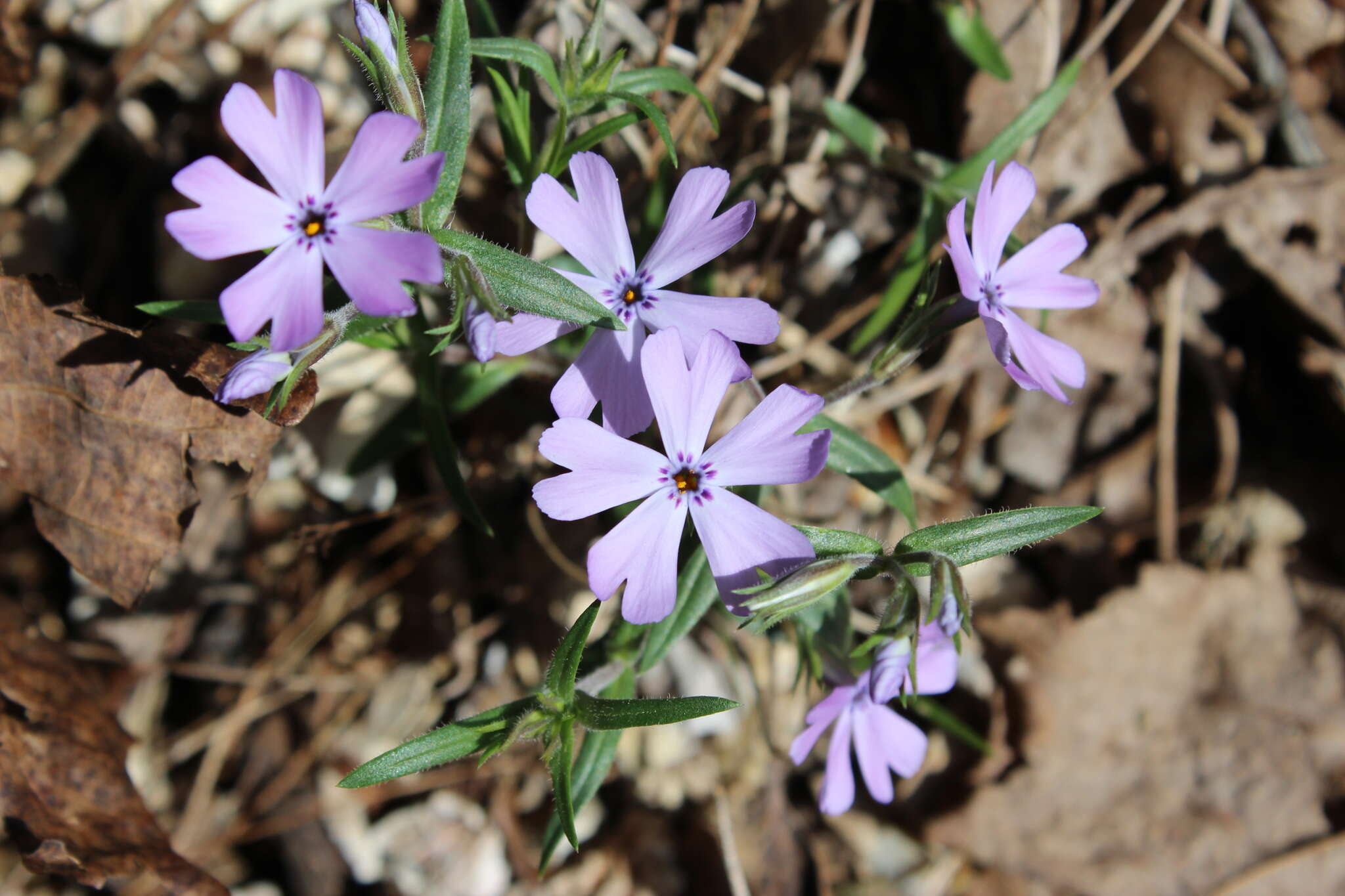 Image of cleft phlox