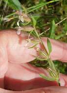 Image of Silene gallica var. gallica