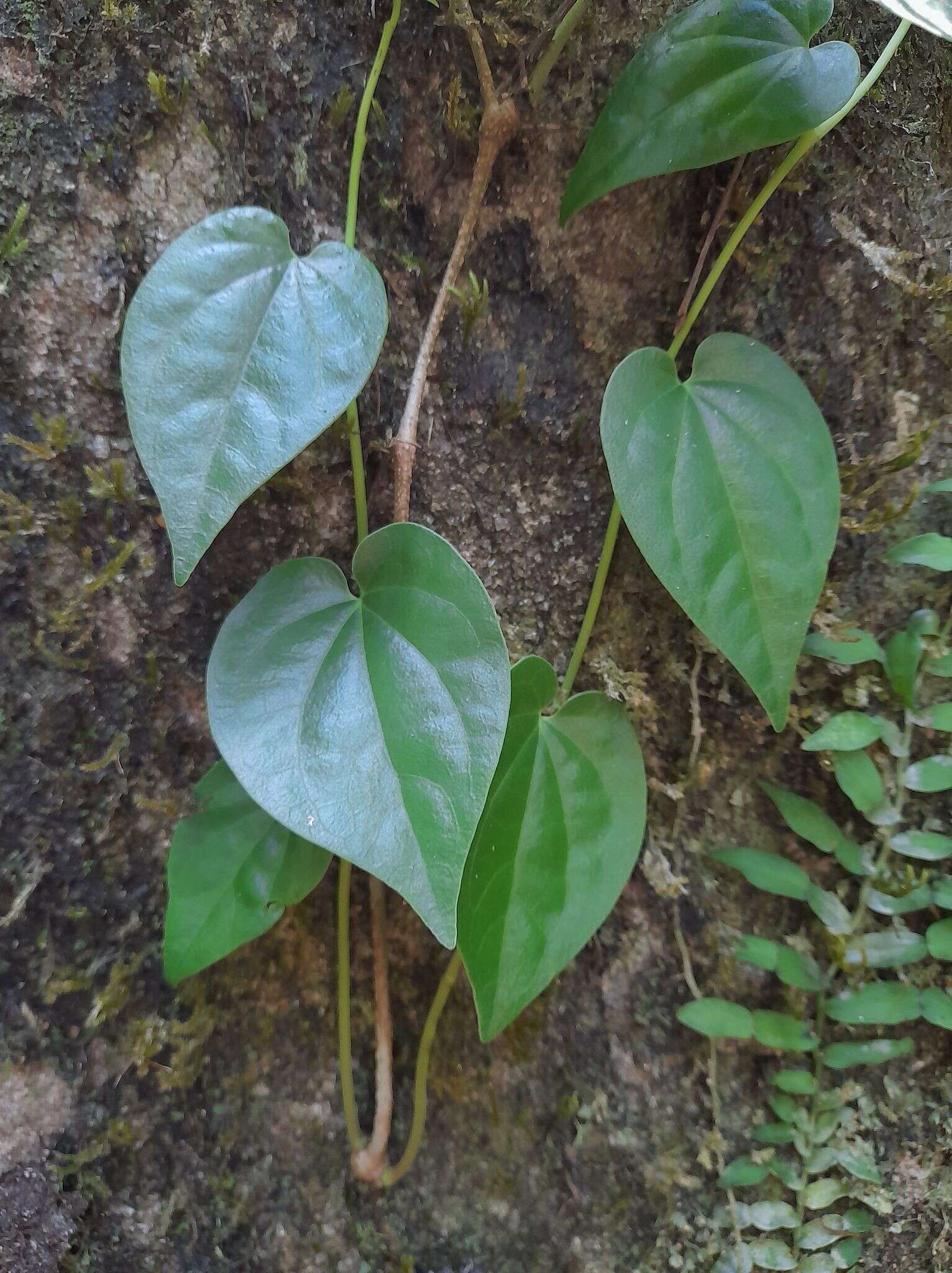 Слика од Piper hederaceum (Miq.) C. DC.