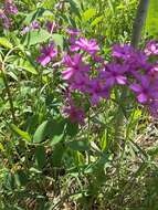 Sivun Phlox pilosa subsp. pilosa kuva